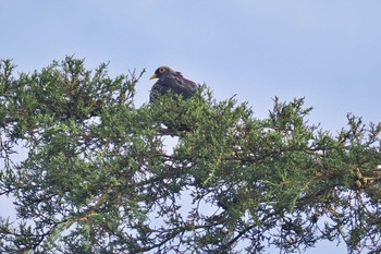 African Olive Pigeon