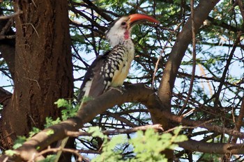 アカハシコサイチョウ アンボセリ国立公園 2023年12月27日(水)