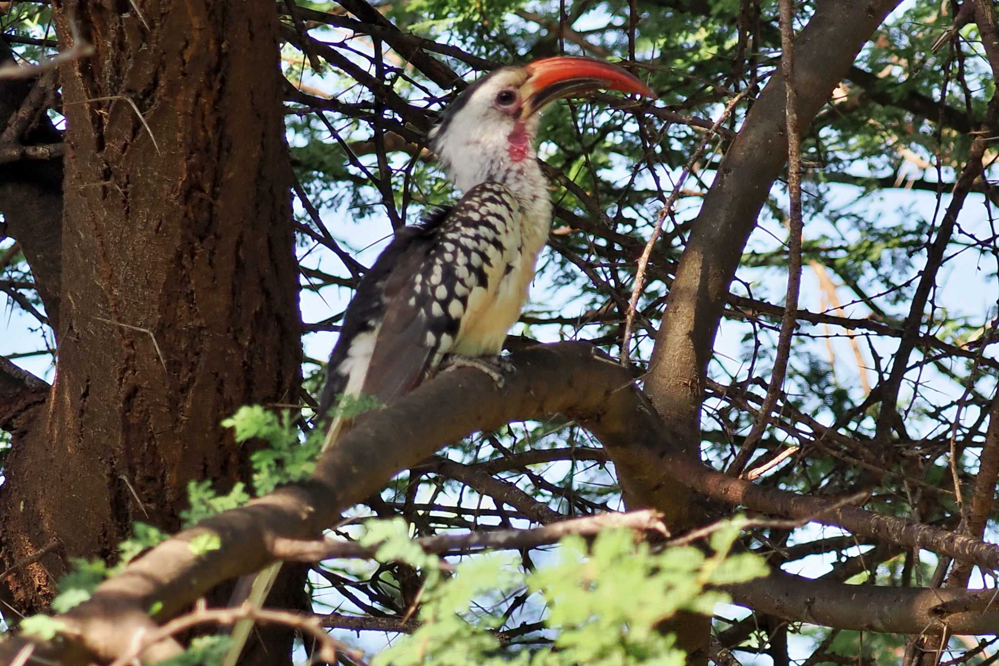 アンボセリ国立公園 アカハシコサイチョウの写真 by 藤原奏冥