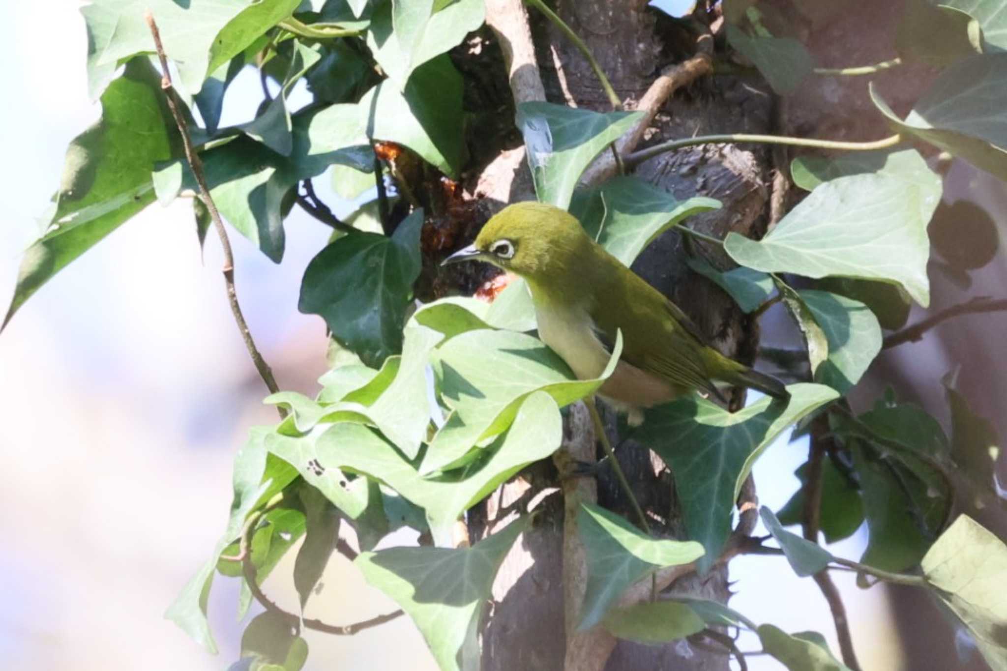 Warbling White-eye