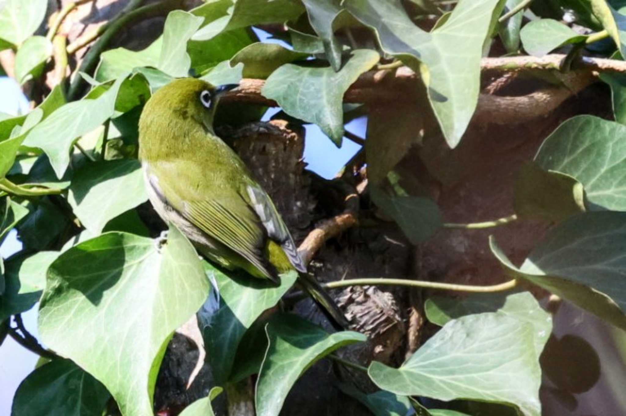 Warbling White-eye