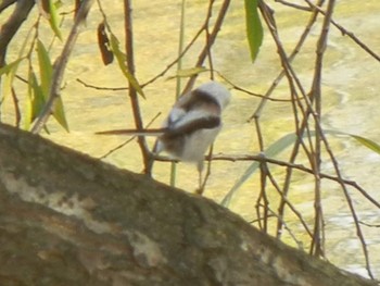 Long-tailed tit(japonicus) 東屯田遊水地 Fri, 11/2/2018