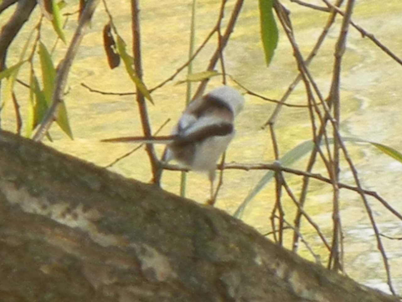 Long-tailed tit(japonicus)