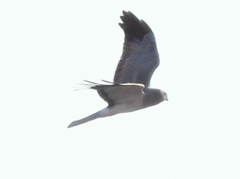 Hen Harrier 磐田大池 Sat, 1/6/2024