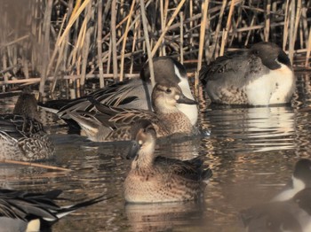 Baikal Teal 磐田大池 Sat, 1/6/2024