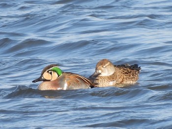 Baikal Teal 磐田大池 Sat, 1/6/2024