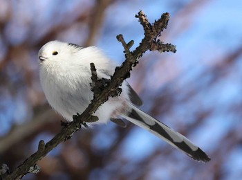 シマエナガ 明治公園(根室) 2024年1月3日(水)