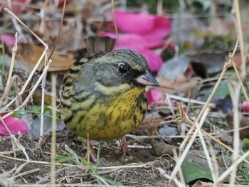 2024年1月6日(土) 白幡沼(さいたま市)の野鳥観察記録