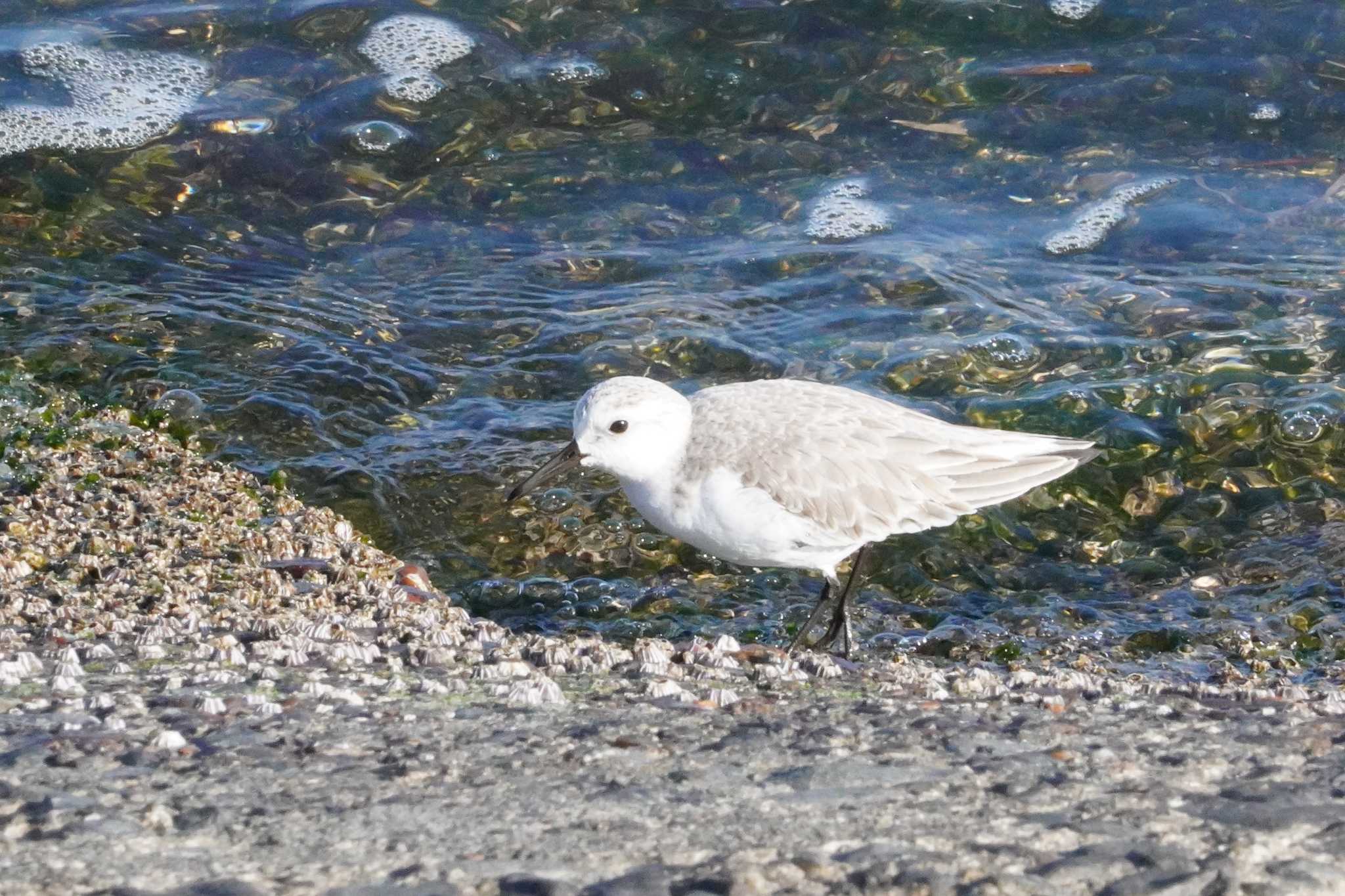 Sanderling