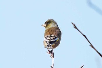 2024年1月6日(土) 柳川瀬公園(愛知県 豊田市)の野鳥観察記録