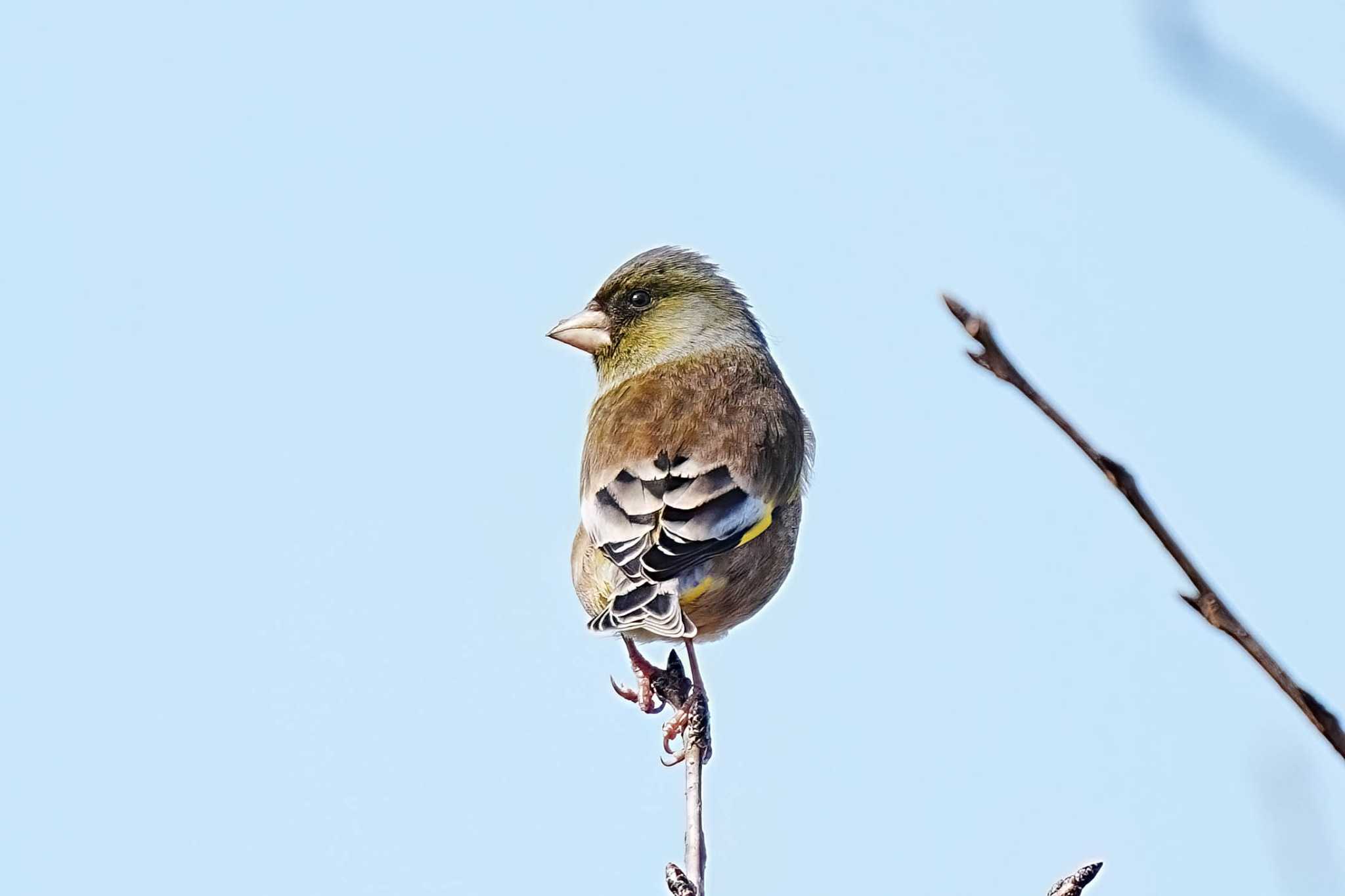 Photo of Oriental Greenfinch(kawarahiba) at 柳川瀬公園(愛知県 豊田市) by porco nero