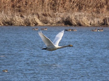 2024年1月5日(金) 伊豆沼の野鳥観察記録