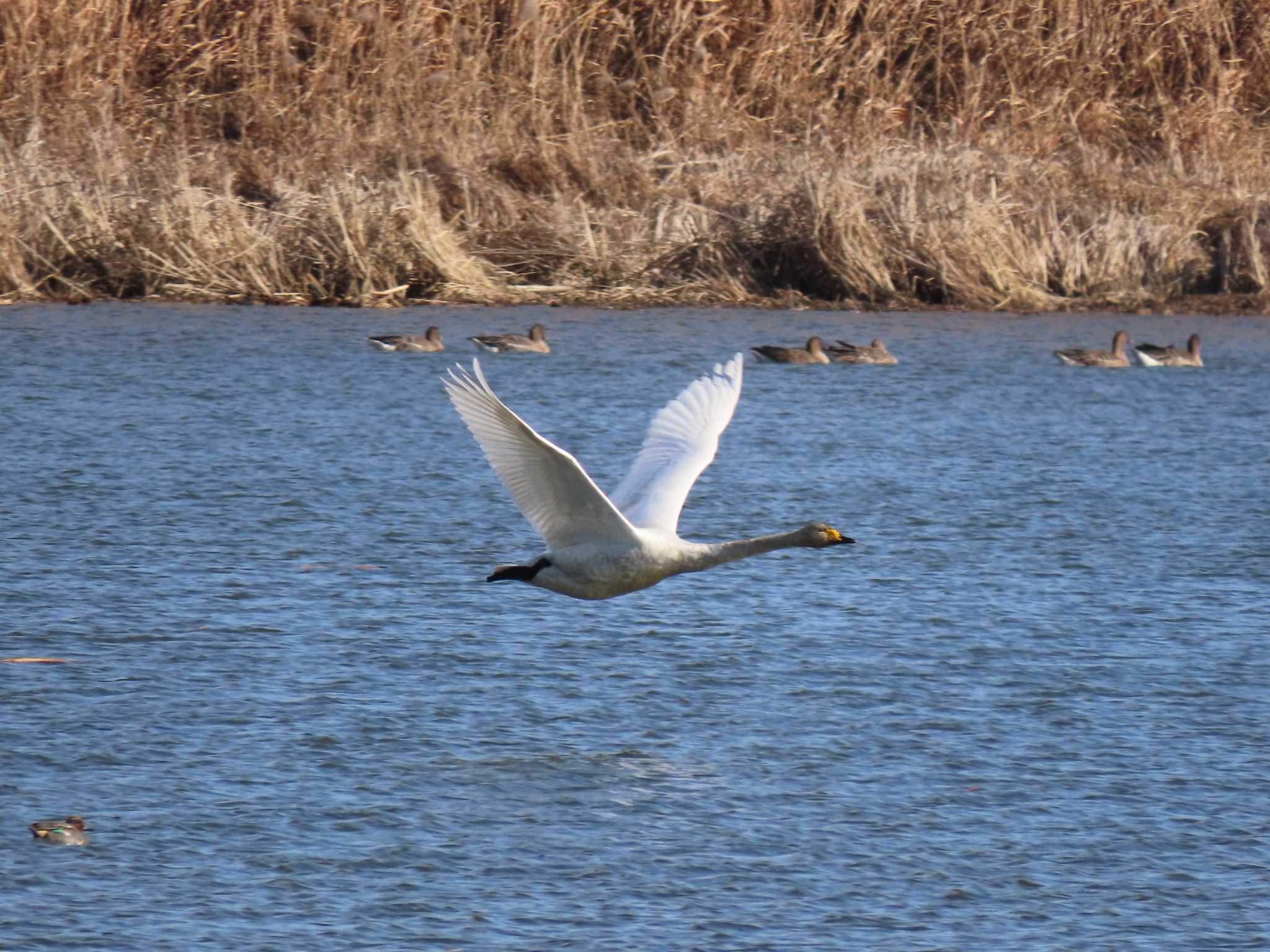 Whooper Swan