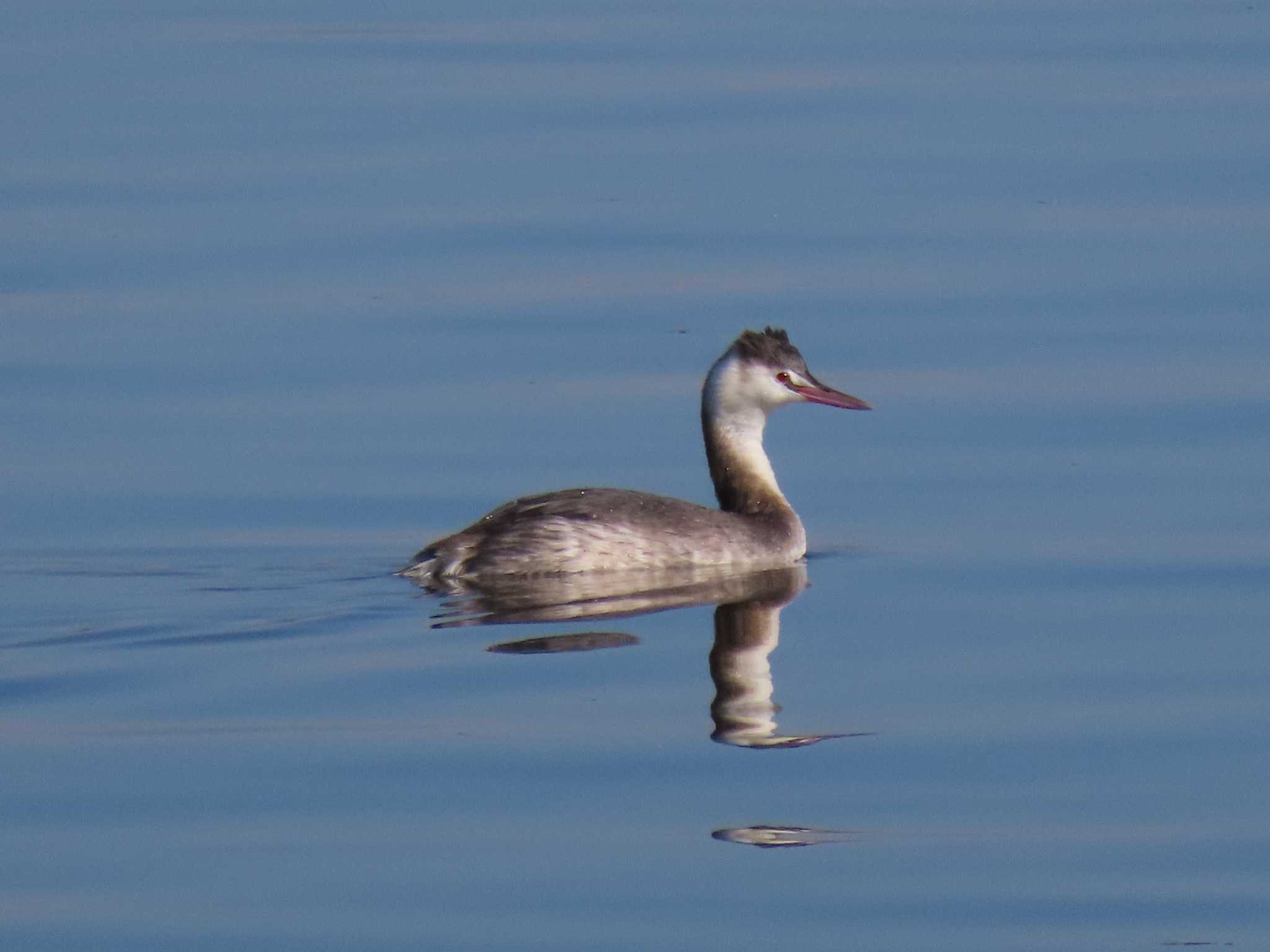 Great Crested Grebe