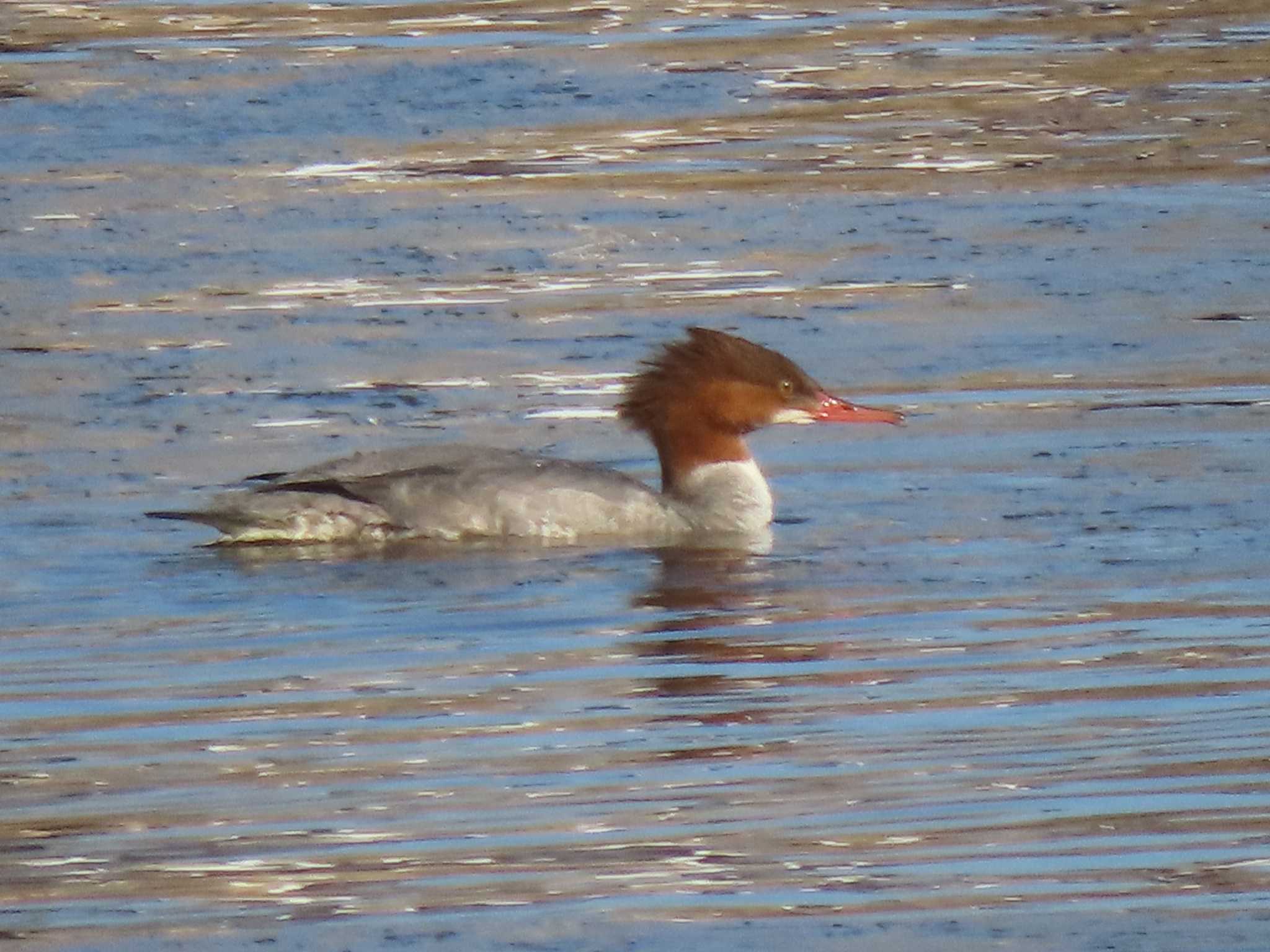 Common Merganser