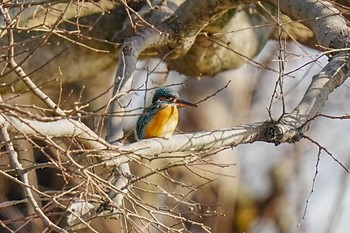 カワセミ 柳川瀬公園(愛知県 豊田市) 2024年1月6日(土)