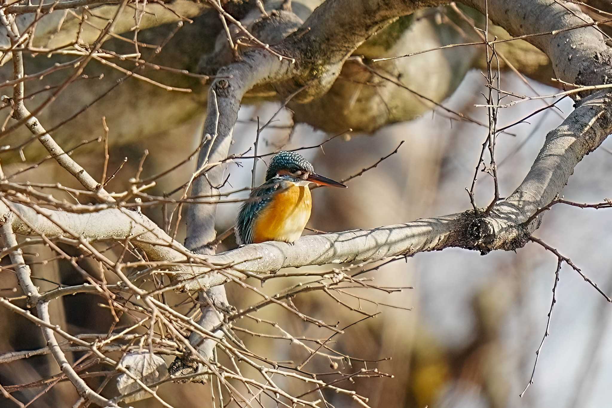 Photo of Common Kingfisher at 柳川瀬公園(愛知県 豊田市) by porco nero