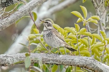 2024年1月6日(土) 八ッ谷池(豊田市)の野鳥観察記録