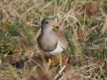 Sun, 1/7/2024 Birding report at 平塚田んぼ