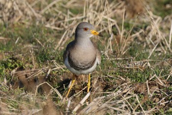 2024年1月7日(日) 平塚田んぼの野鳥観察記録