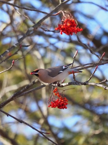 Sun, 1/7/2024 Birding report at 野辺山高原