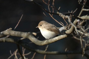 Red-breasted Flycatcher 東京都 Sun, 1/7/2024