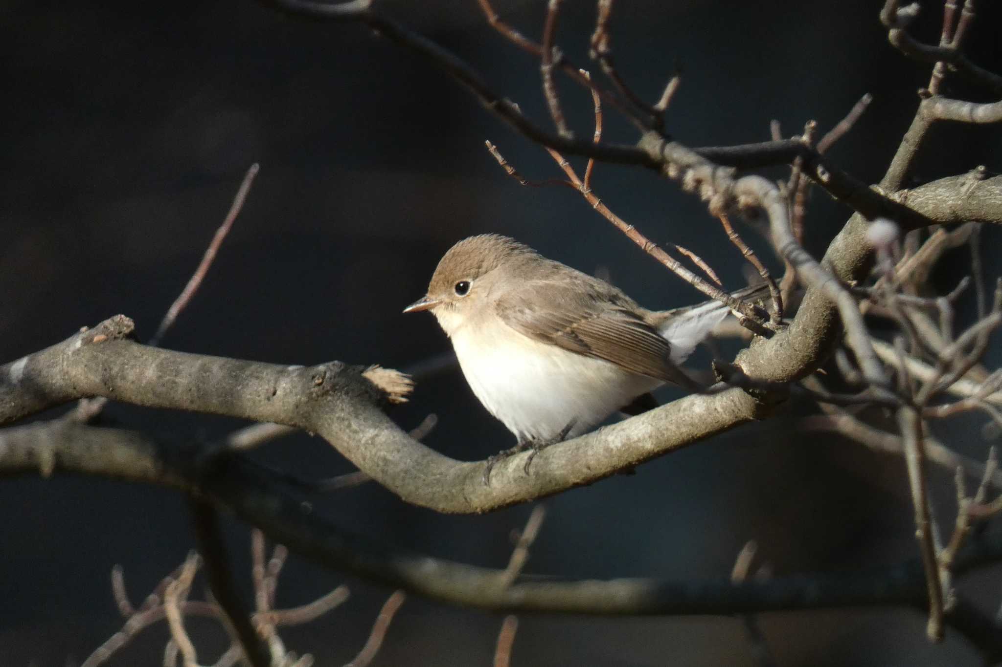 Photo of Red-breasted Flycatcher at 東京都 by キビタキ好き