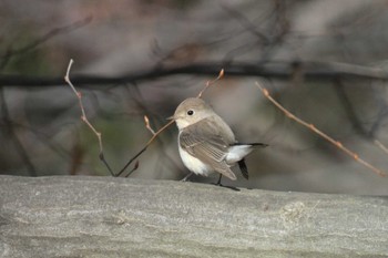 Red-breasted Flycatcher 東京都 Sun, 1/7/2024