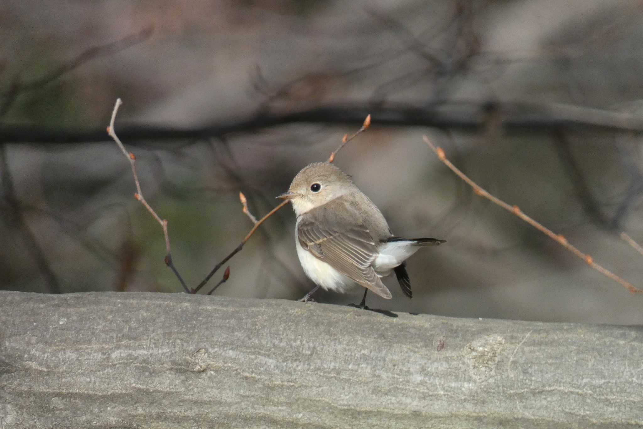 Photo of Red-breasted Flycatcher at 東京都 by キビタキ好き