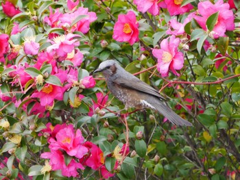 Brown-eared Bulbul 東京都 Wed, 1/3/2024