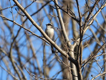 エナガ 愛知県森林公園 2024年1月2日(火)