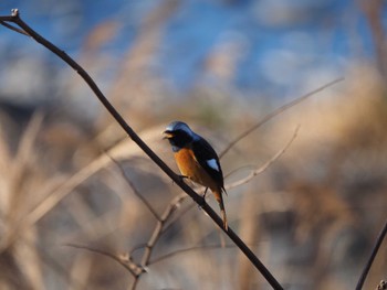 Daurian Redstart 栃木県鹿沼市 Sat, 1/6/2024