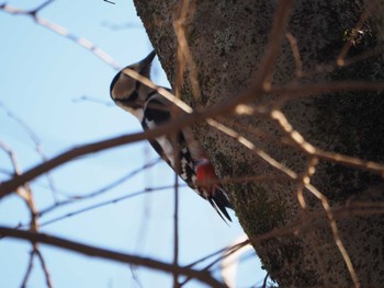 Great Spotted Woodpecker 栃木県鹿沼市 Sat, 1/6/2024