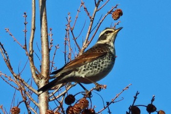 Dusky Thrush 大阪府岸和田市 蜻蛉池公園 Sun, 1/7/2024