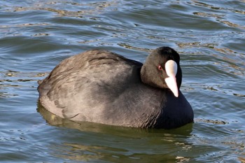 Eurasian Coot 大阪府岸和田市 蜻蛉池公園 Sun, 1/7/2024