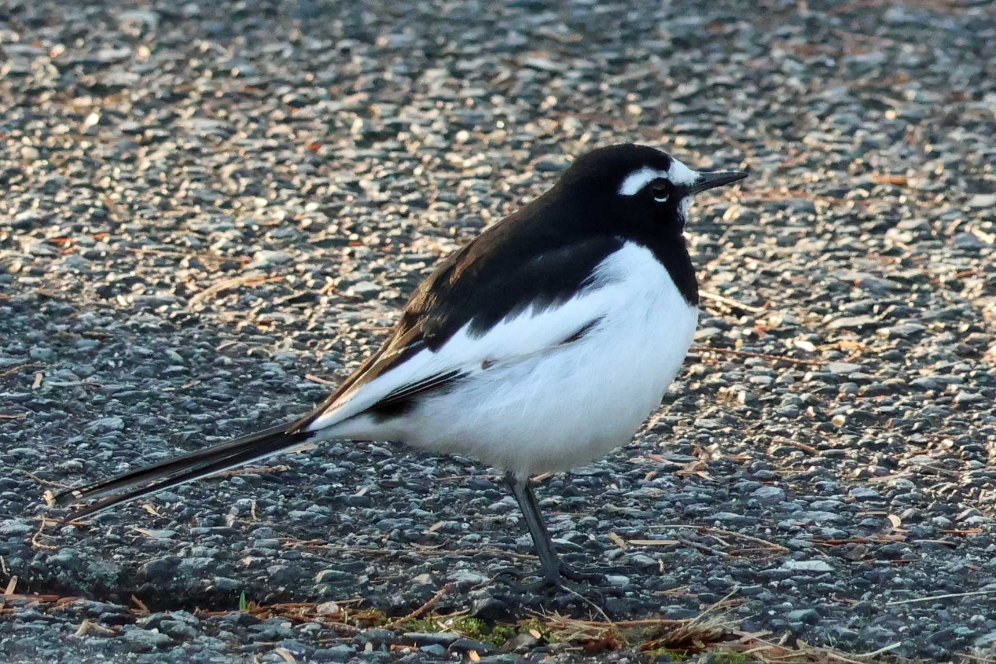 Japanese Wagtail