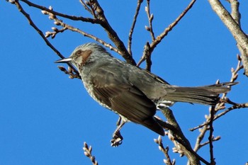 Brown-eared Bulbul 大阪府岸和田市 蜻蛉池公園 Sun, 1/7/2024