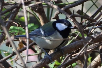 Japanese Tit 大阪府岸和田市 蜻蛉池公園 Sun, 1/7/2024