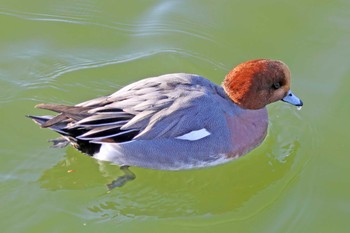 Eurasian Wigeon 大阪府岸和田市 蜻蛉池公園 Sun, 1/7/2024