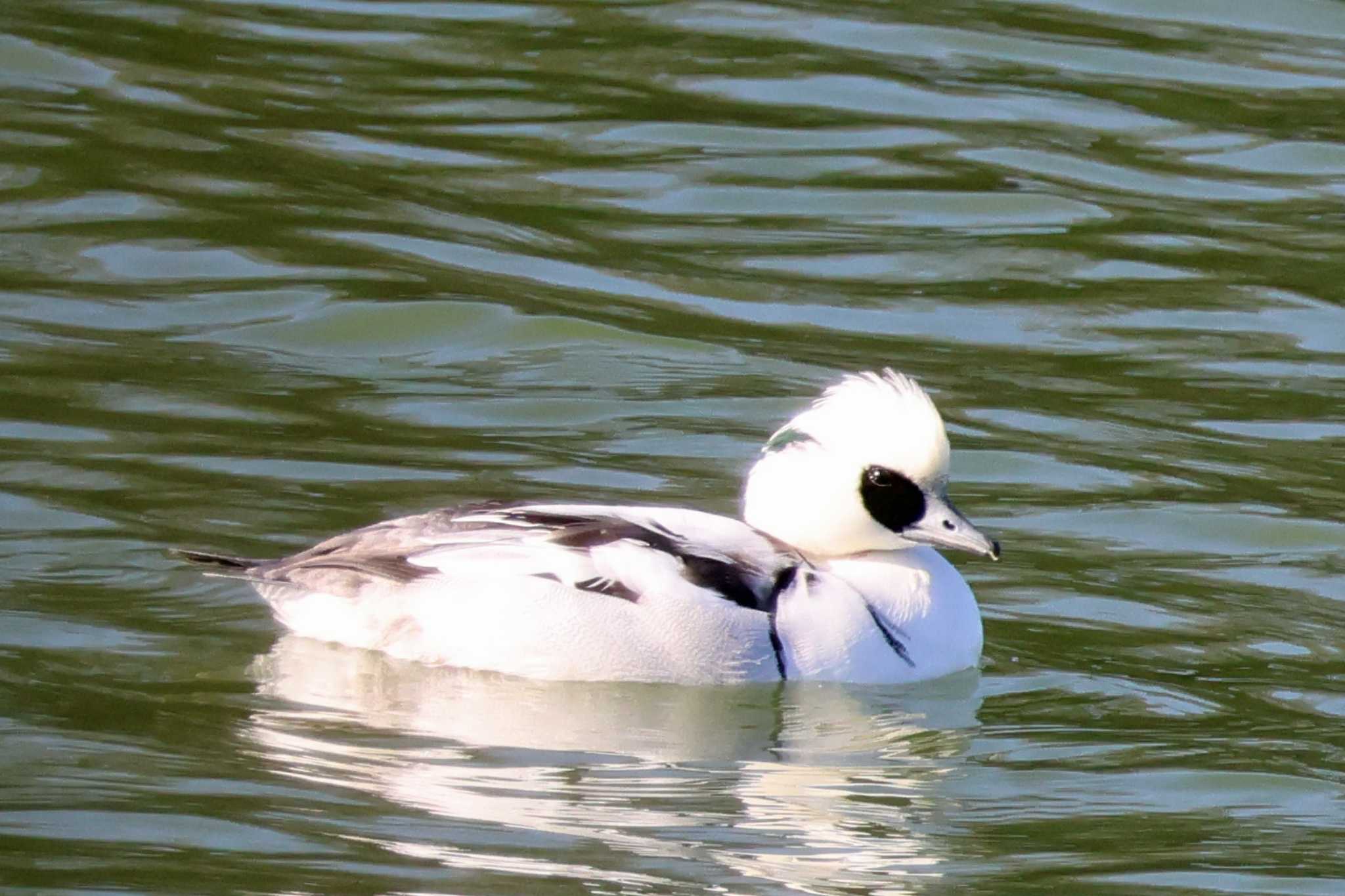 Photo of Smew at 大阪府岸和田市 蜻蛉池公園 by アカウント10297