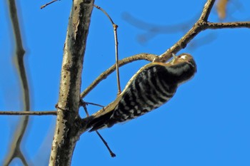 Japanese Pygmy Woodpecker 大阪府岸和田市 蜻蛉池公園 Sun, 1/7/2024