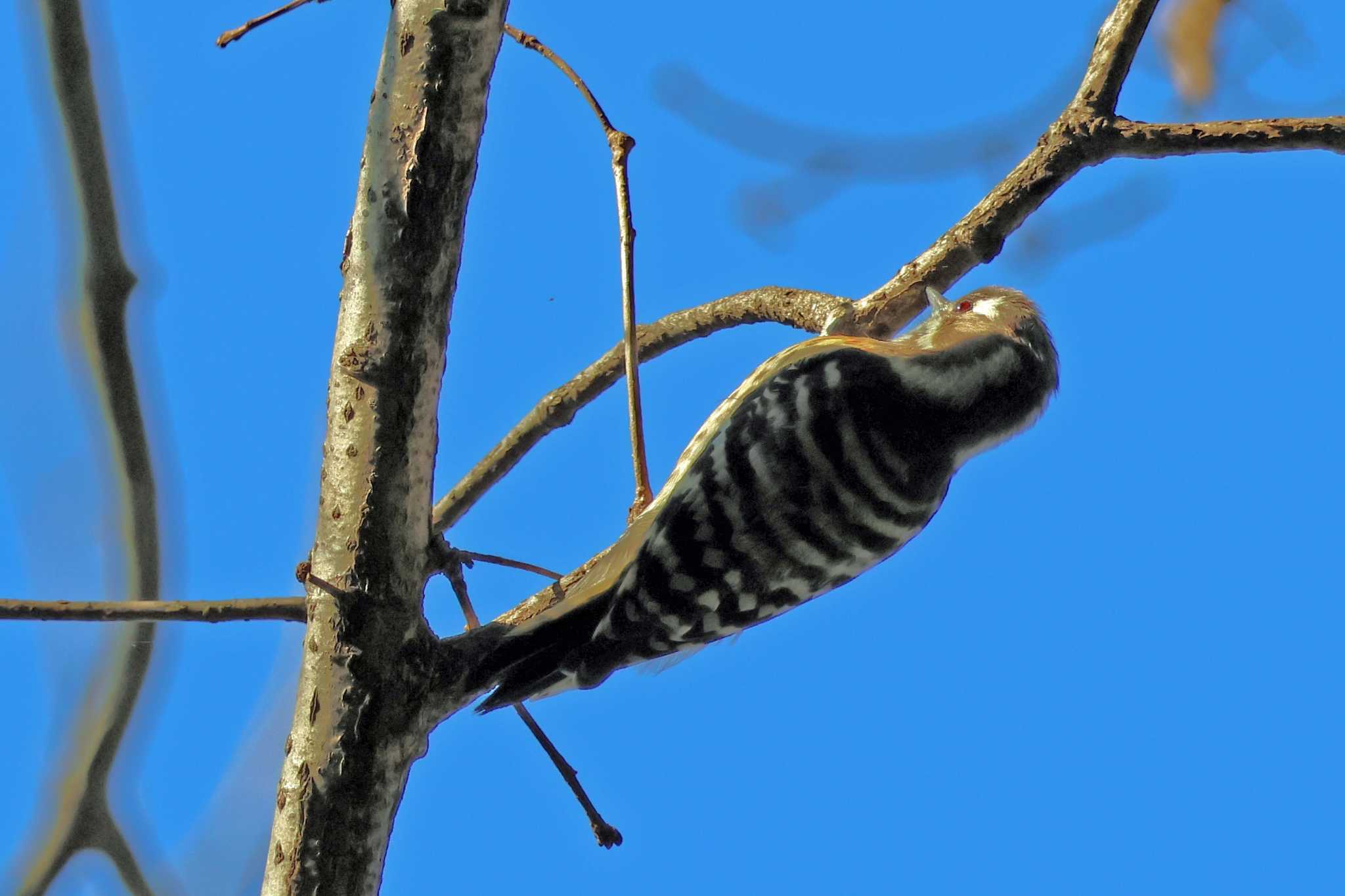 Japanese Pygmy Woodpecker