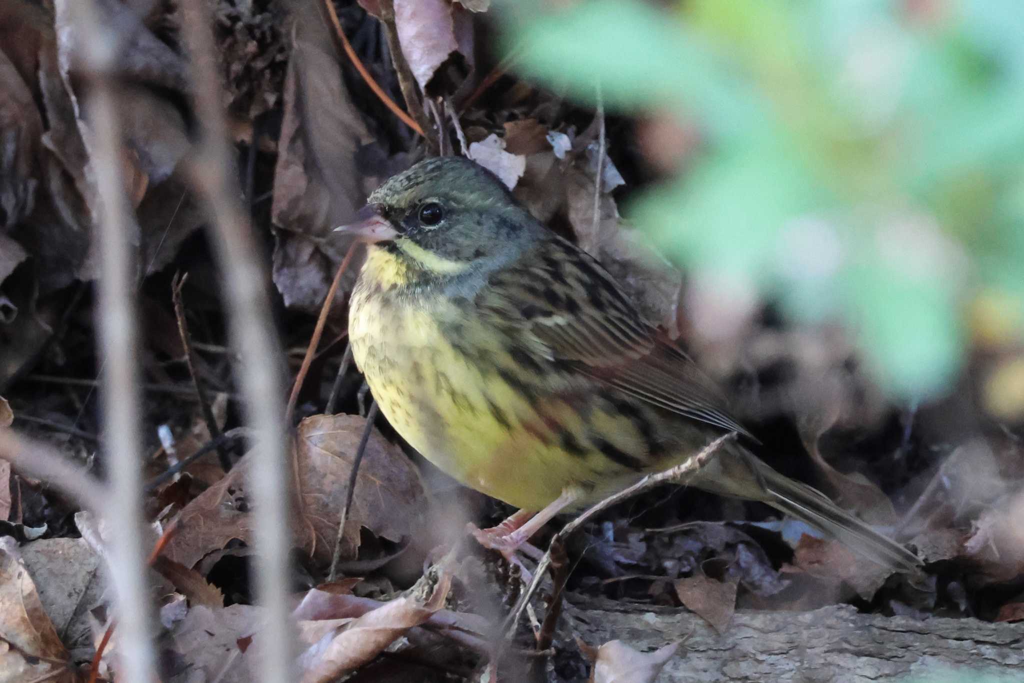 Photo of Masked Bunting at 大阪府岸和田市 蜻蛉池公園 by アカウント10297