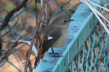 Sun, 1/7/2024 Birding report at 大阪府岸和田市 蜻蛉池公園