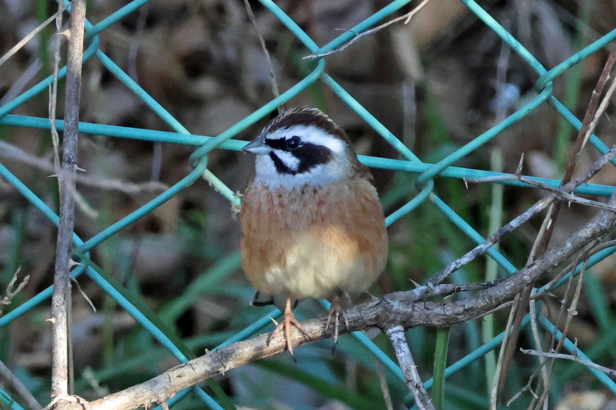 Photo of Meadow Bunting at 大阪府岸和田市 蜻蛉池公園 by アカウント10297