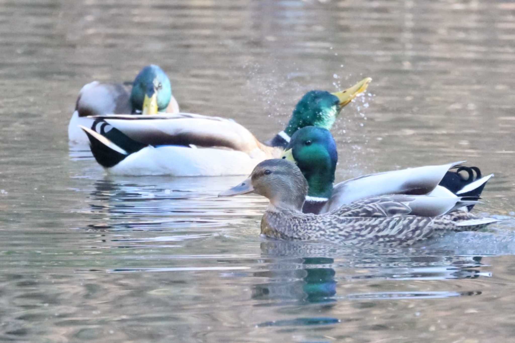 座間谷戸山公園 マガモの写真 by カルル