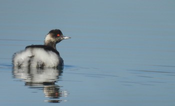 Fri, 1/5/2024 Birding report at 祖父江ワイルドネイチャー緑地