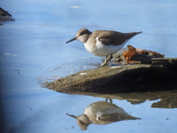 Common Sandpiper 祖父江ワイルドネイチャー緑地 Fri, 1/5/2024