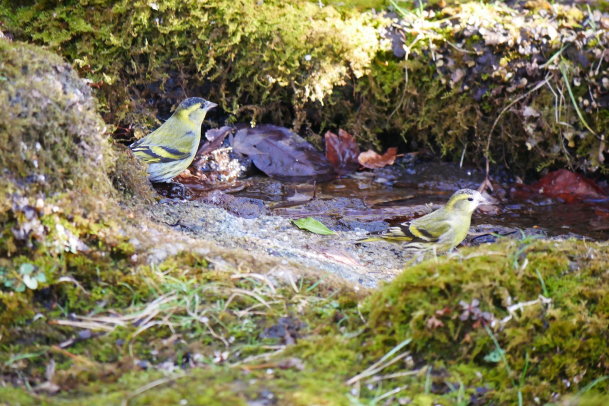 西湖野鳥の森公園 マヒワの写真 by アカウント3603