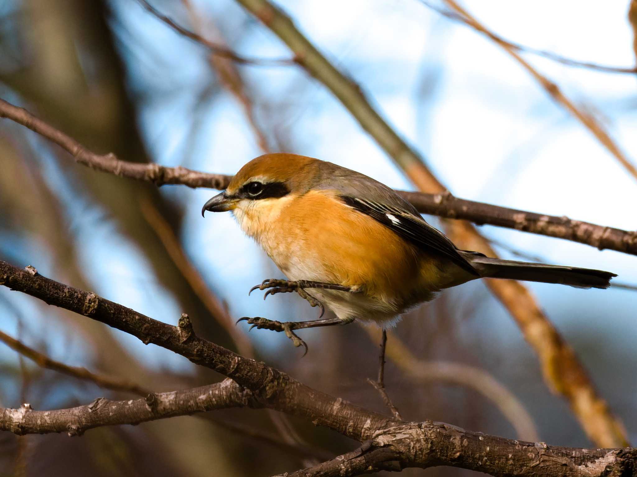 Bull-headed Shrike